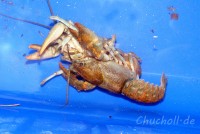 Stone crayfish male (right) initiating copula