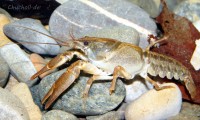 The southern form of White-clawed crayfish, <em>Austropotamobius italicus</em>. 