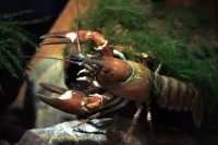 Signal crayfish (<em>Pacifastacus leniusculus</em>) were the winners of a swedish casting for the best replacement of Nobe crayfish. Today, it is one of the worst invasive crayfish species in Europe