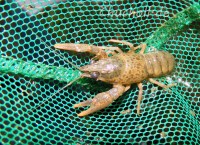 Juvenile Noble crayfish feature often dark spots on the cephalothorax