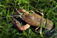 Noble crayfish, <em>Astacus astacus</em>, are the largest crayfish species native to Central Europe. The species was once widespread and abundant in lowland streams and lakes but has been severely impacted by crayfish plague and alien crayfish. Today, the species is virtually extinct in its natural prime habitat, that is summer-warm low-elevation streams.