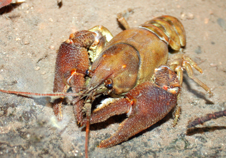 White-clawed crayfish male